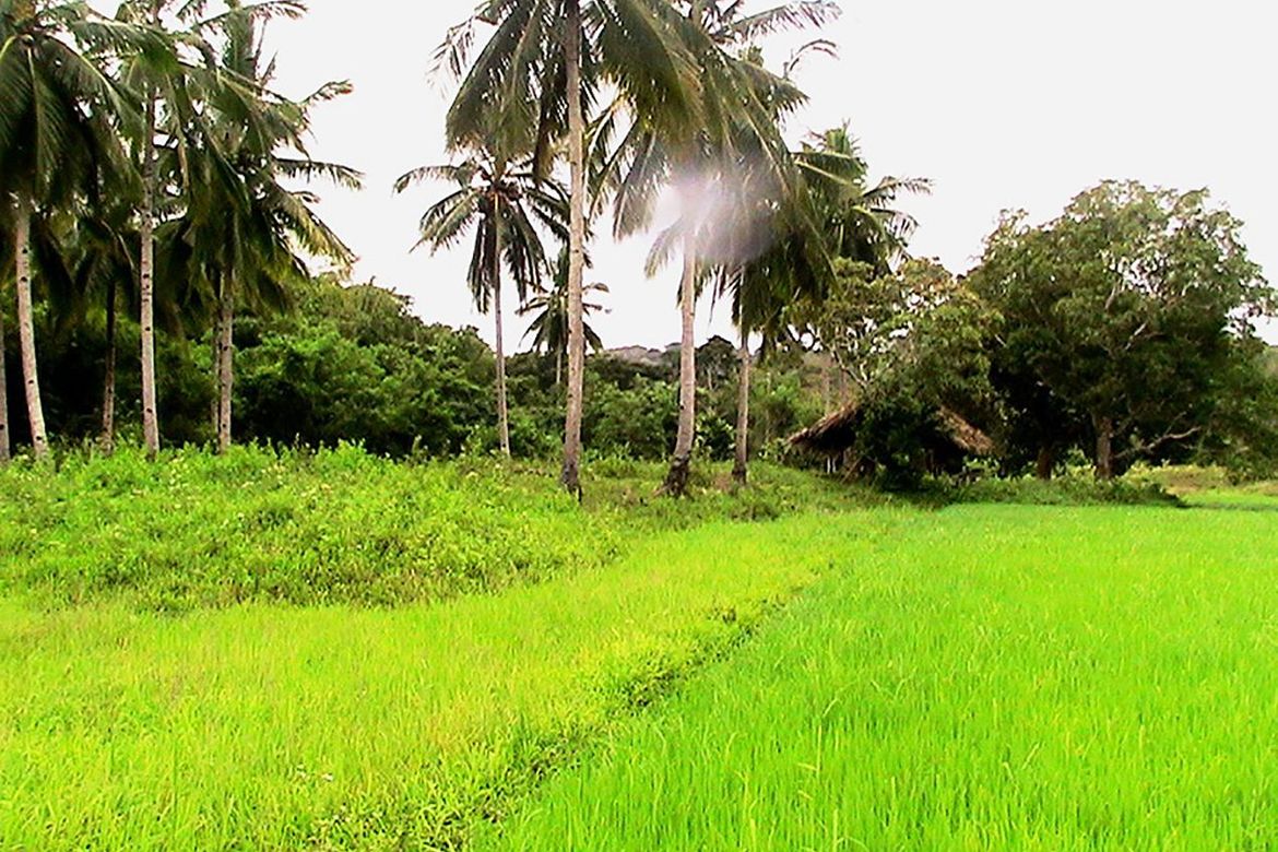 Land for Sale in Iraray, Sofronio Española, Palawan – photo 8