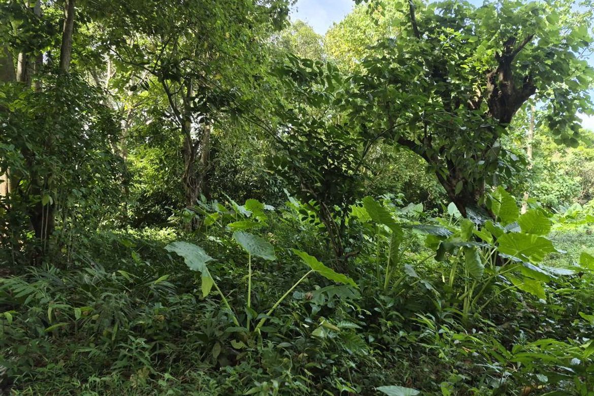 Land for Sale in Irawan, Puerto Princesa, Palawan – photo 5
