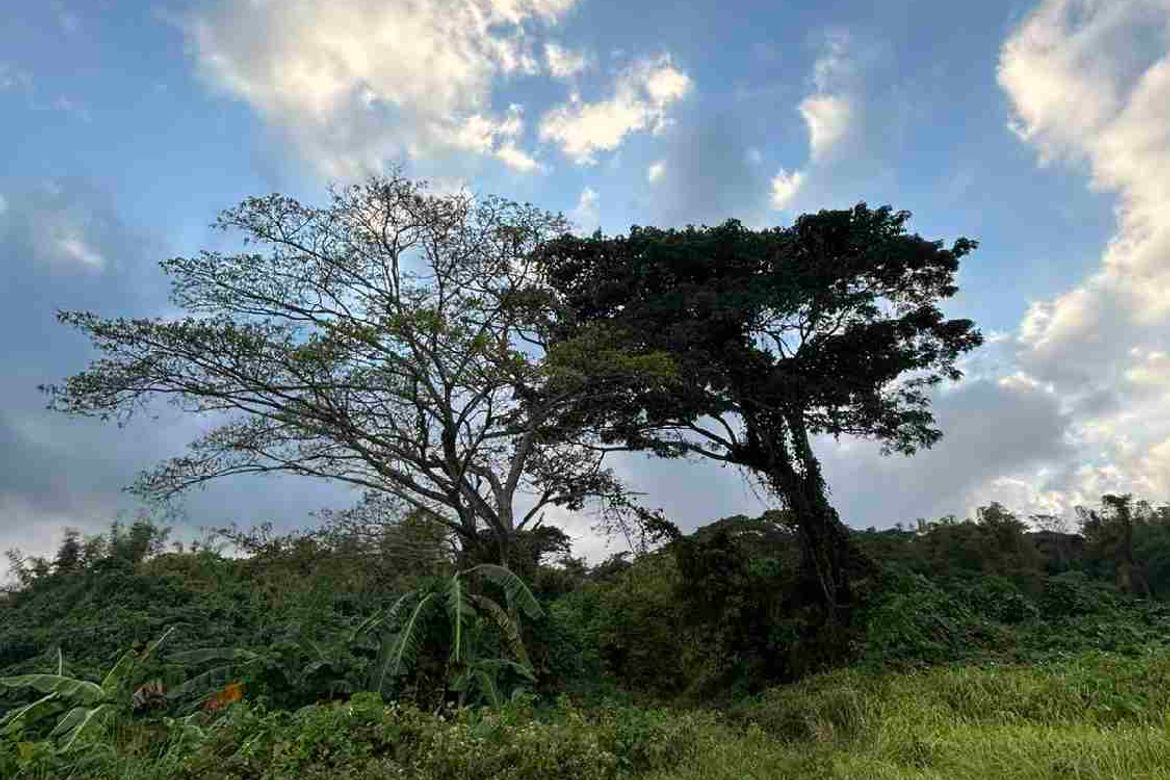 Land for Sale in Irawan, Puerto Princesa, Palawan – photo 8