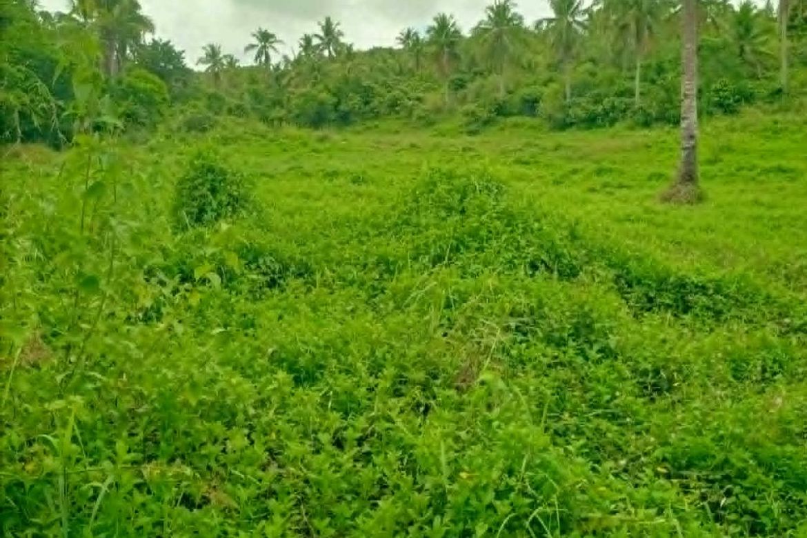 Land for Sale in Jamoyaon, Del Carmen, Surigao del Norte – photo 5