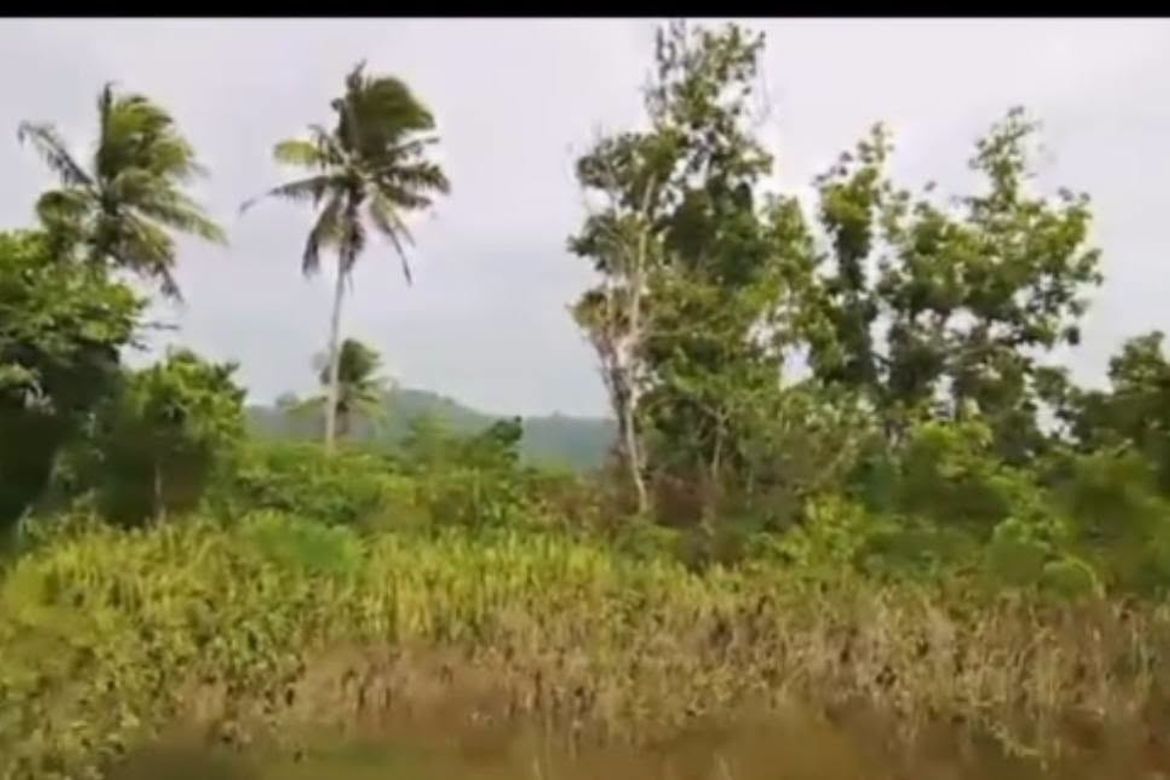 Land for Sale in Janlud, Batuan, Bohol – photo 4