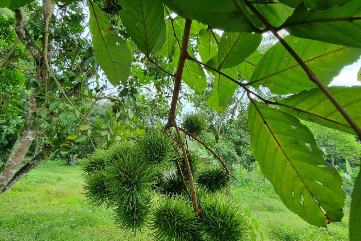 Land for Sale in Jawa, Valencia, Negros Oriental
