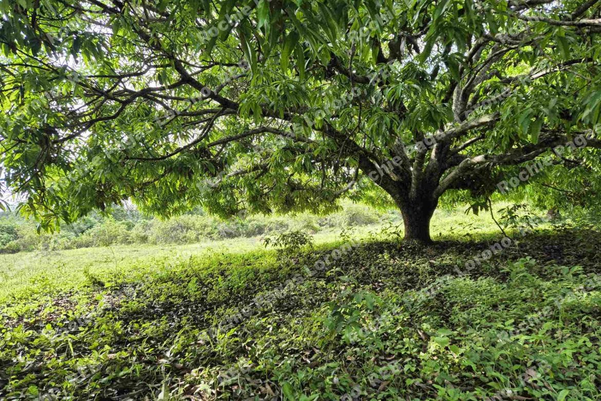 Land for Sale in Kalabaylabay, El Salvador, Misamis Oriental