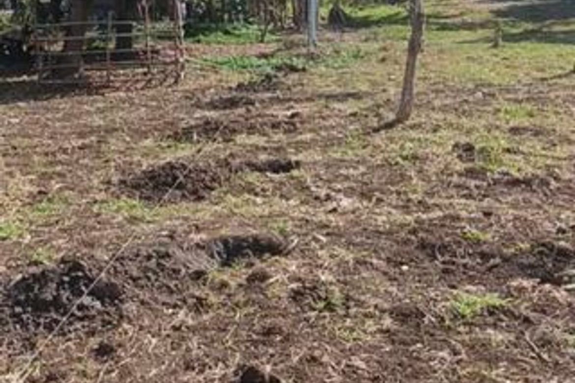 Land for Sale in Kalubihan, Barili, Cebu – photo 3