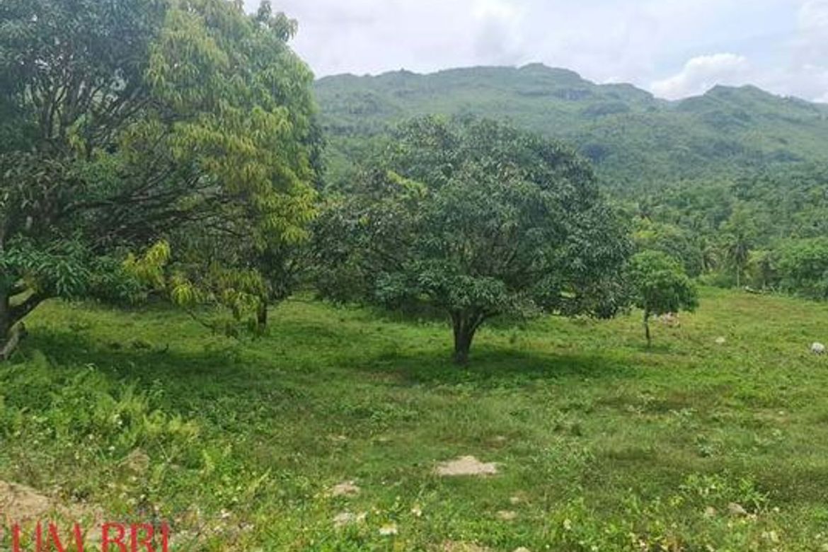 Land for Sale in Kalubihan, Barili, Cebu – photo 3