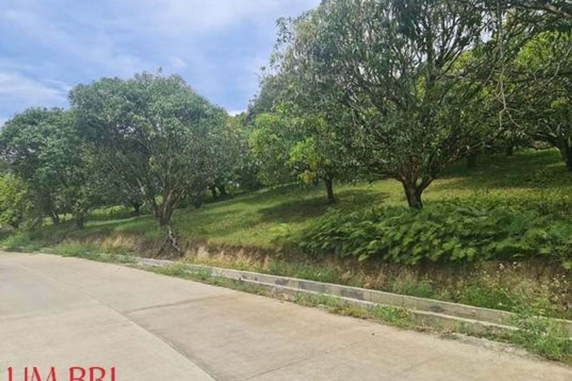 Land for Sale in Kalubihan, Barili, Cebu – photo 6