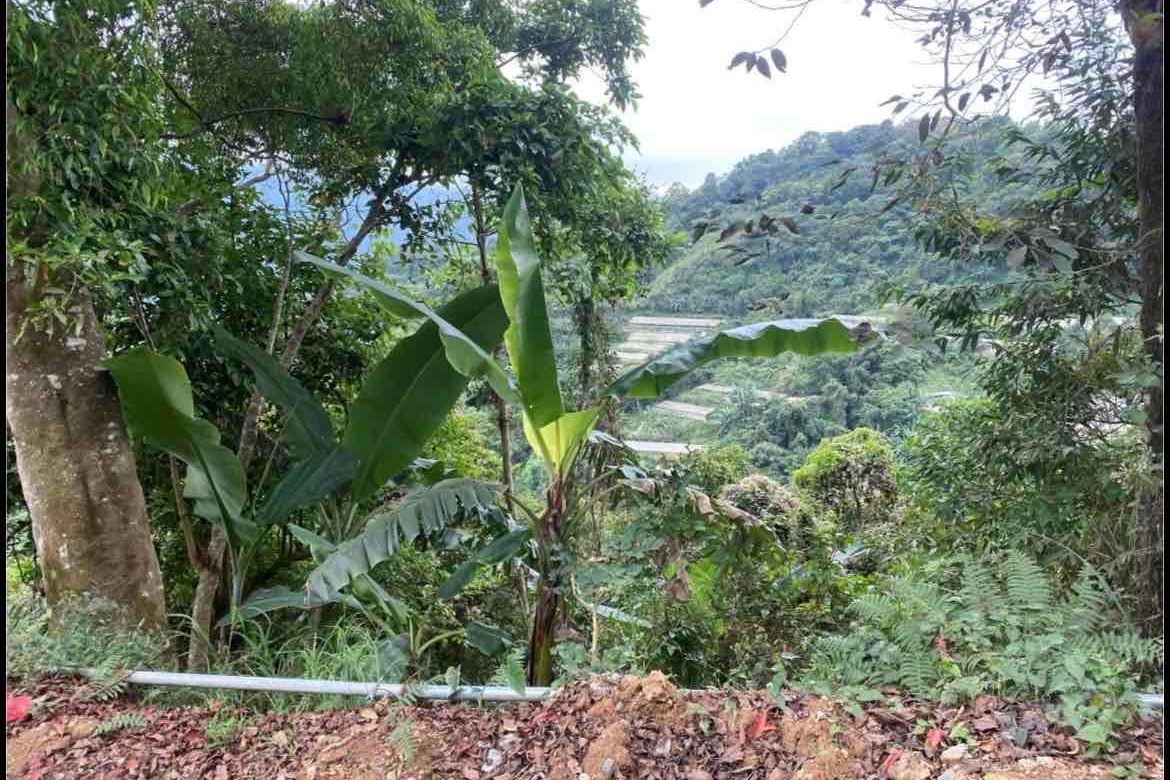 Land for Sale in Kamog, Sablan, Benguet – photo 6