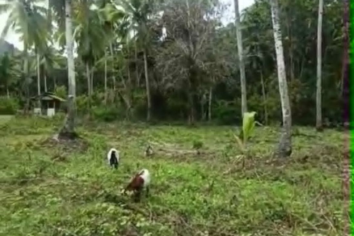 Land for Sale in Kanaan, Samal, Davao del Norte – photo 2