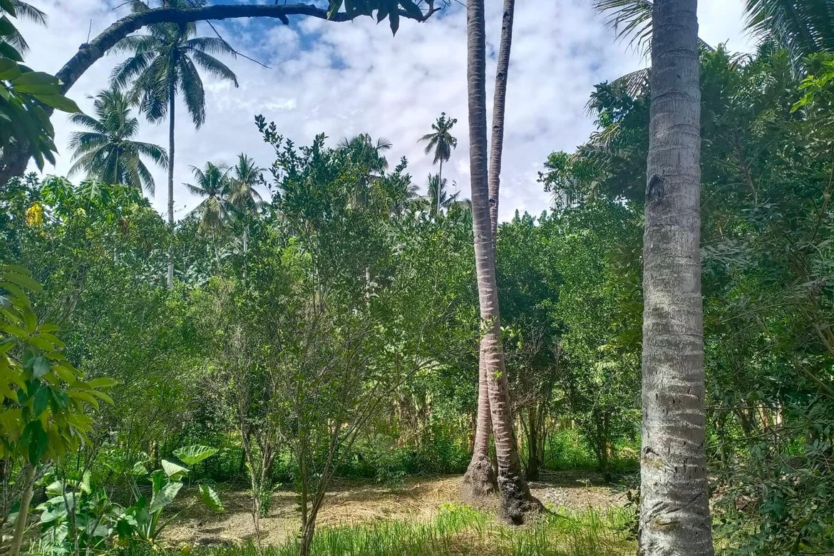 Land for Sale in Kasilak, Panabo, Davao del Norte – photo 5