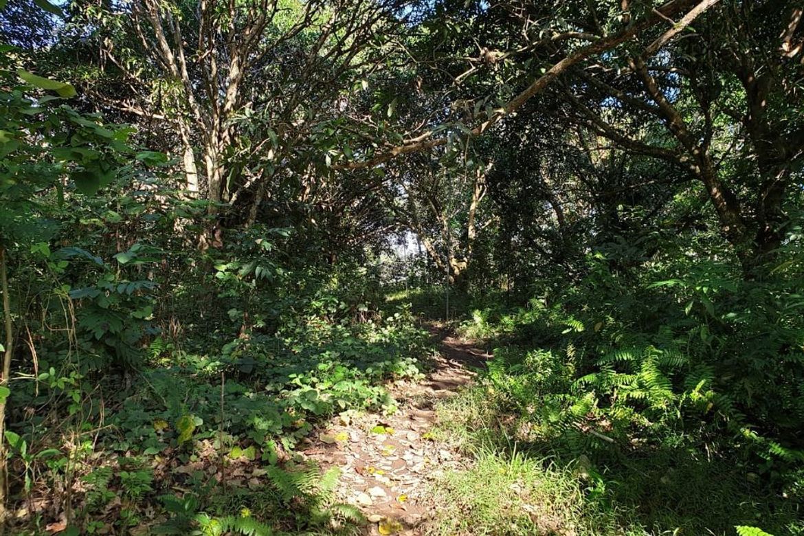 Land for Sale in Katarungan, Ubay, Bohol