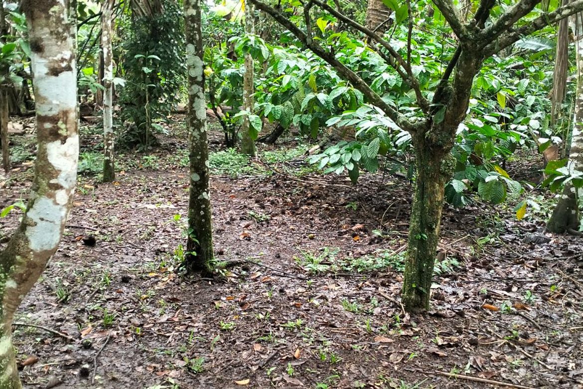 Land for Sale in Kaymisas, General Emilio Aguinaldo, Cavite – photo 2