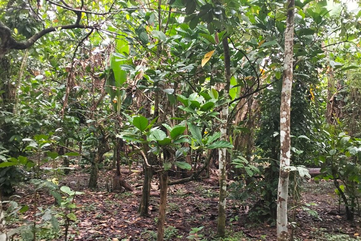 Land for Sale in Kaymisas, General Emilio Aguinaldo, Cavite – photo 6