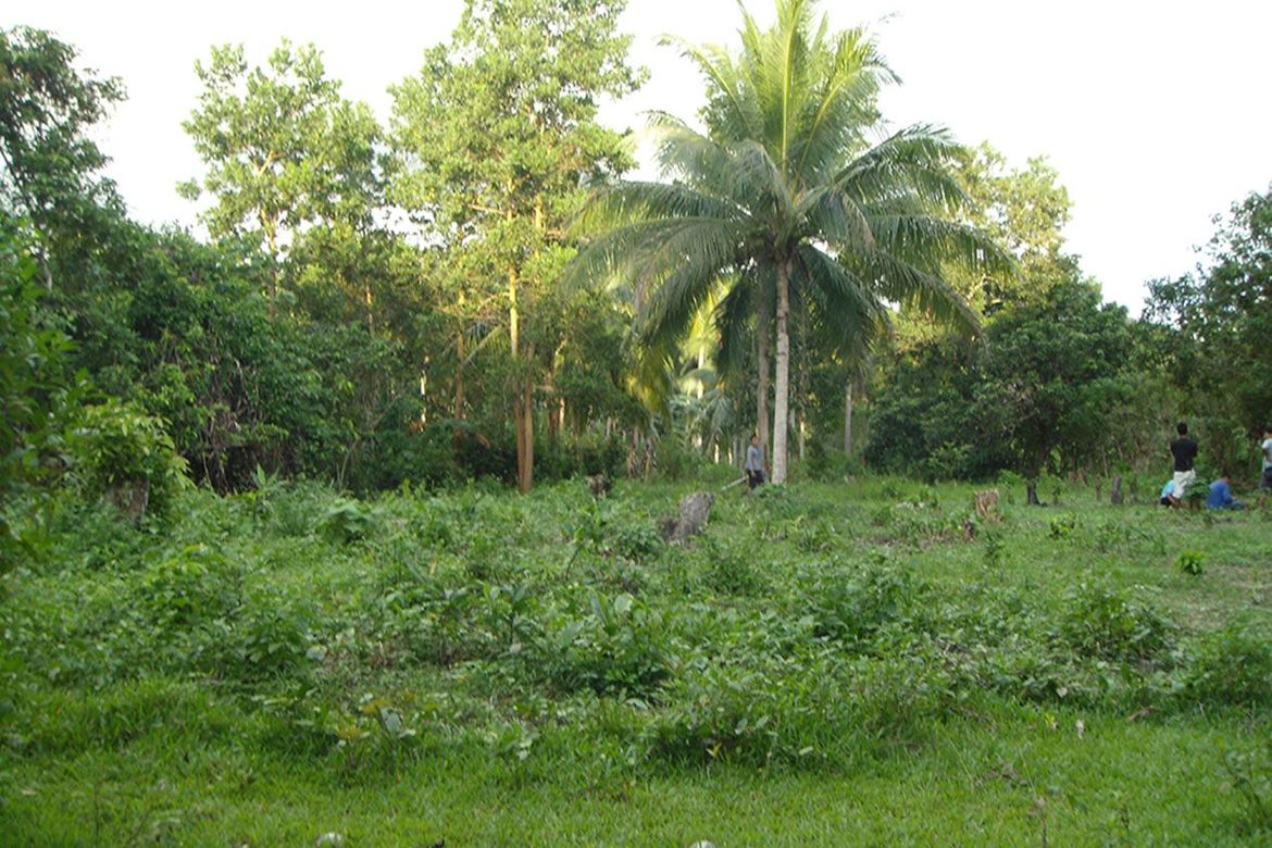 Land for Sale in Kemdeng, San Vicente, Palawan – photo 2