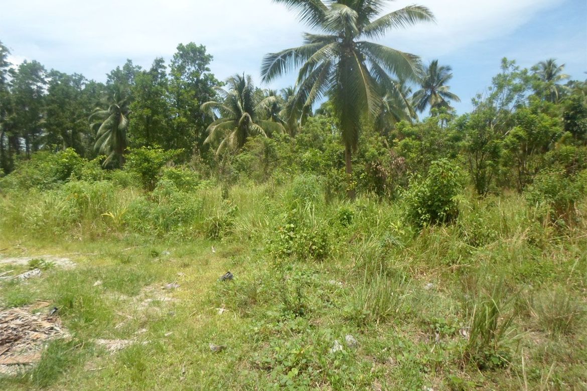 Land for Sale in Kemdeng, San Vicente, Palawan – photo 8