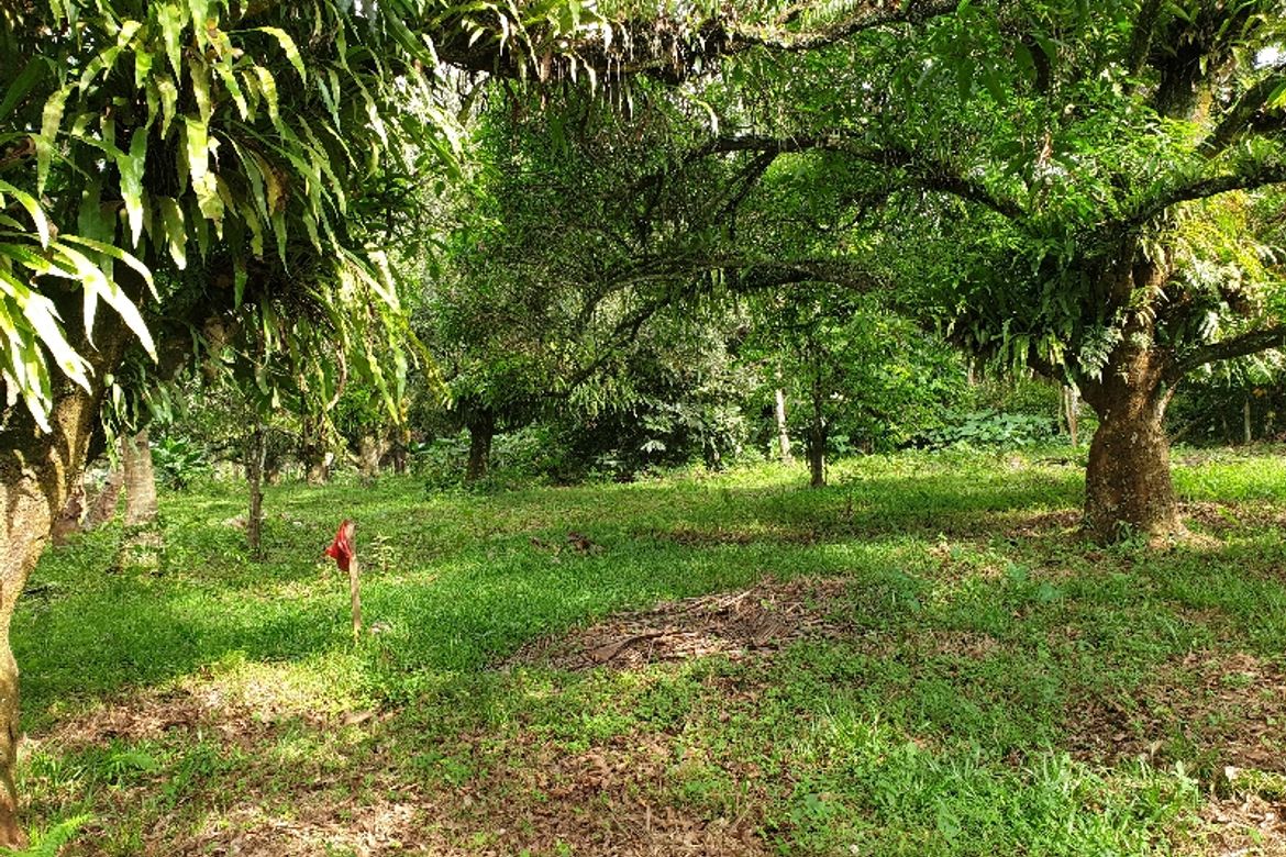 Land for Sale in Kinawe, Libona, Bukidnon – photo 3