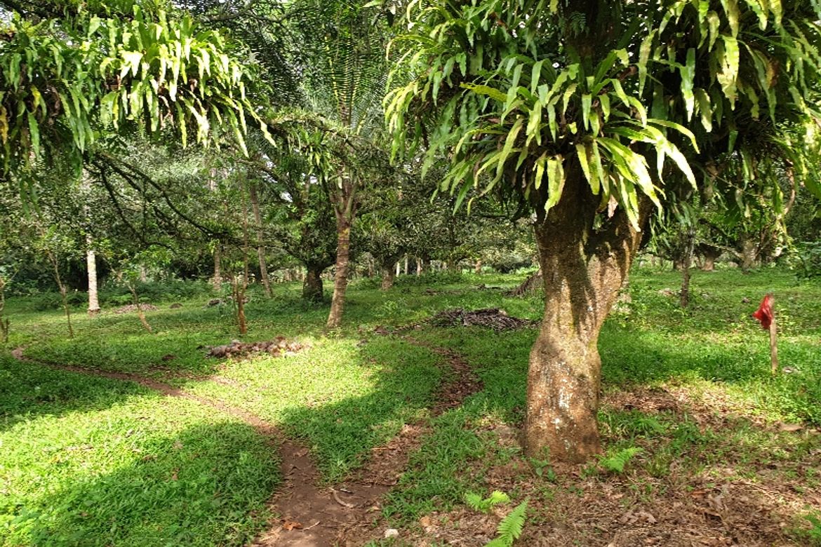 Land for Sale in Kinawe, Libona, Bukidnon – photo 4