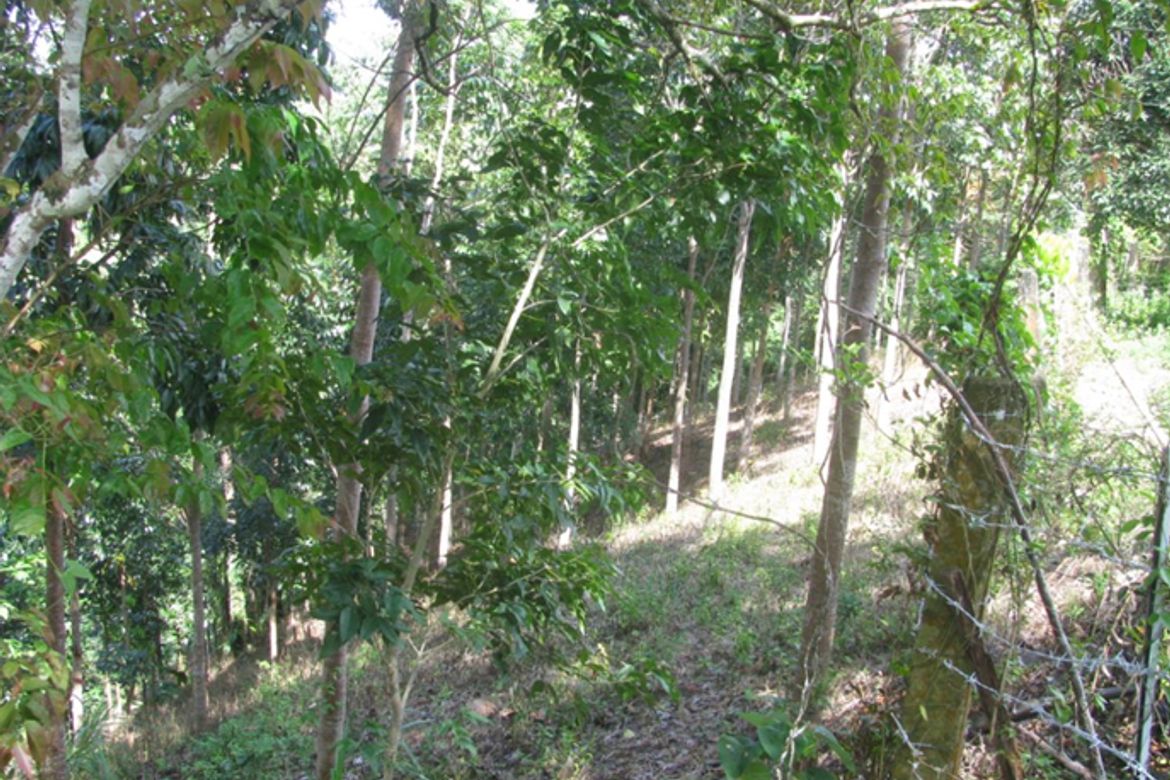 Land for Sale in Kinuman Norte, Ozamiz, Misamis Occidental – photo 2