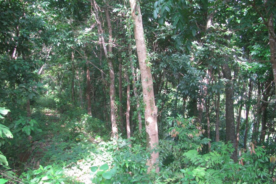 Land for Sale in Kinuman Norte, Ozamiz, Misamis Occidental – photo 5