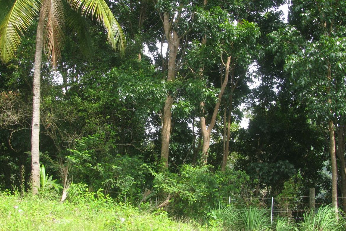 Land for Sale in Kinuman Norte, Ozamiz, Misamis Occidental – photo 7