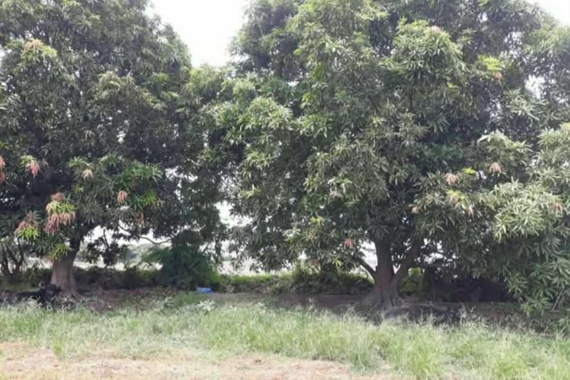 Land for Sale in Lacmit, Arayat, Pampanga – photo 3