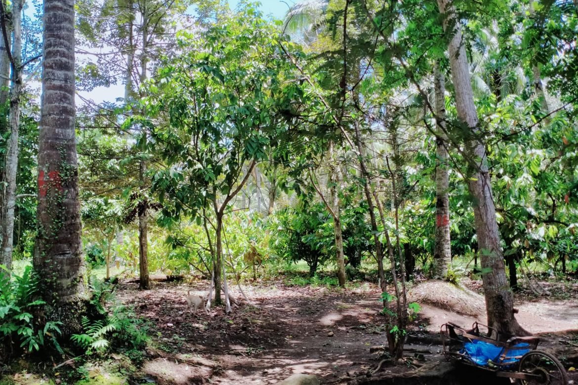 Land for Sale in Lacson, Davao City, Davao del Sur – photo 3