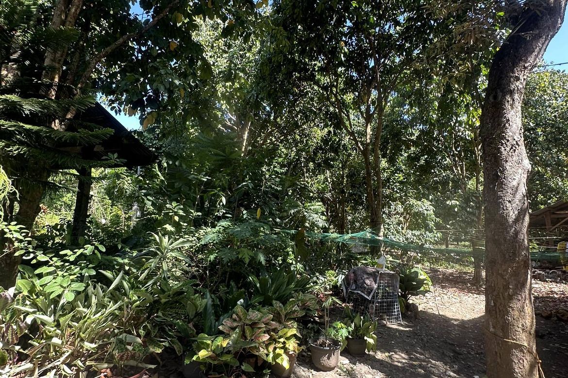 Land for Sale in Lacson, Davao City, Davao del Sur – photo 3
