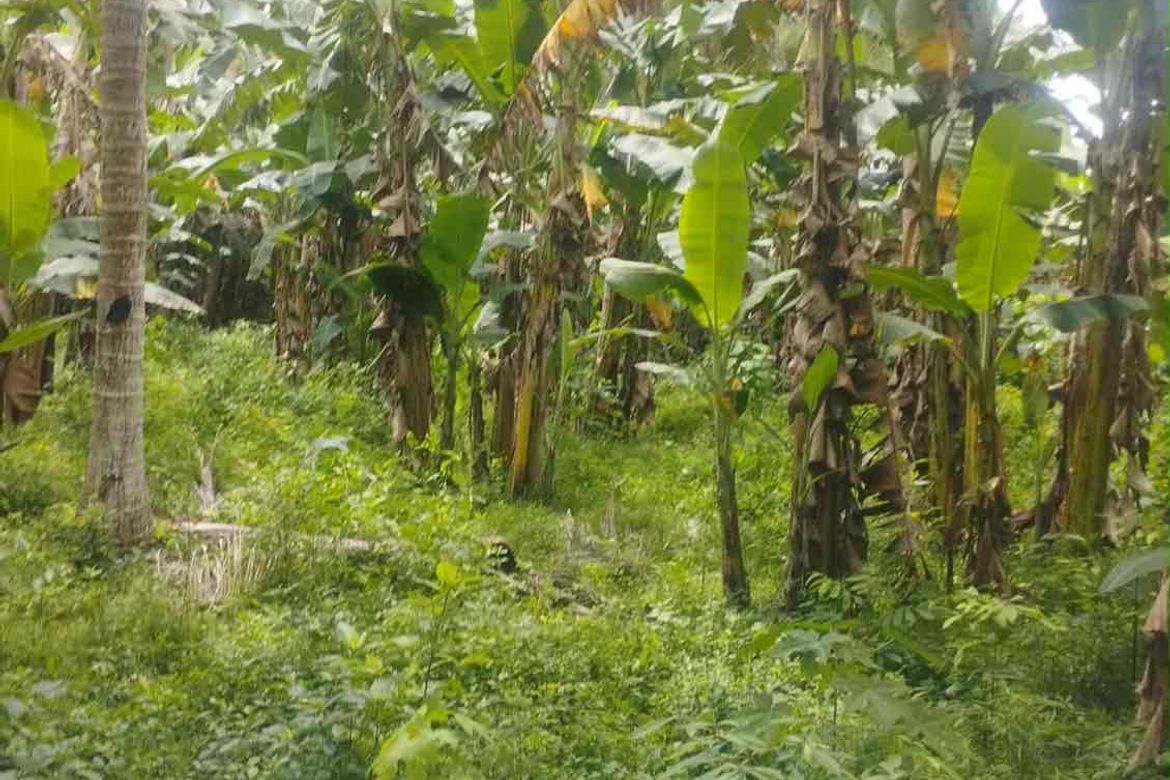 Land for Sale in Laiya-Aplaya, San Juan, Batangas – photo 2