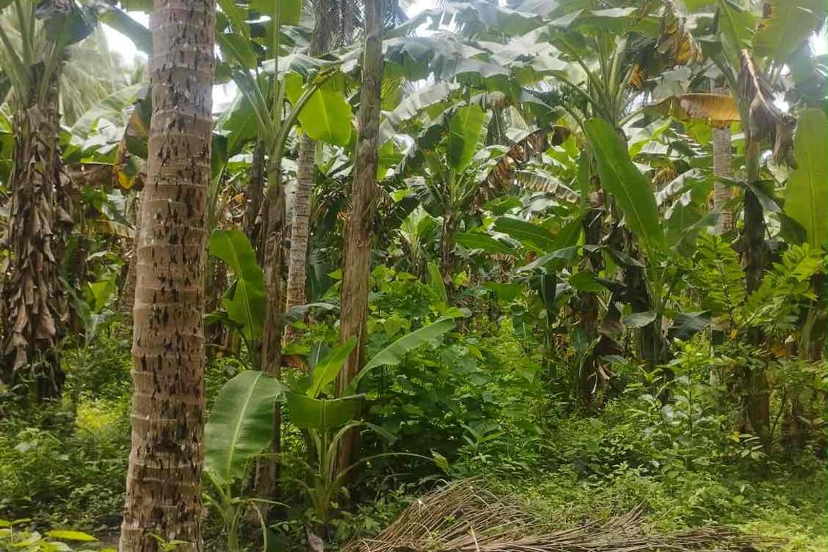 Land for Sale in Laiya-Aplaya, San Juan, Batangas – photo 3