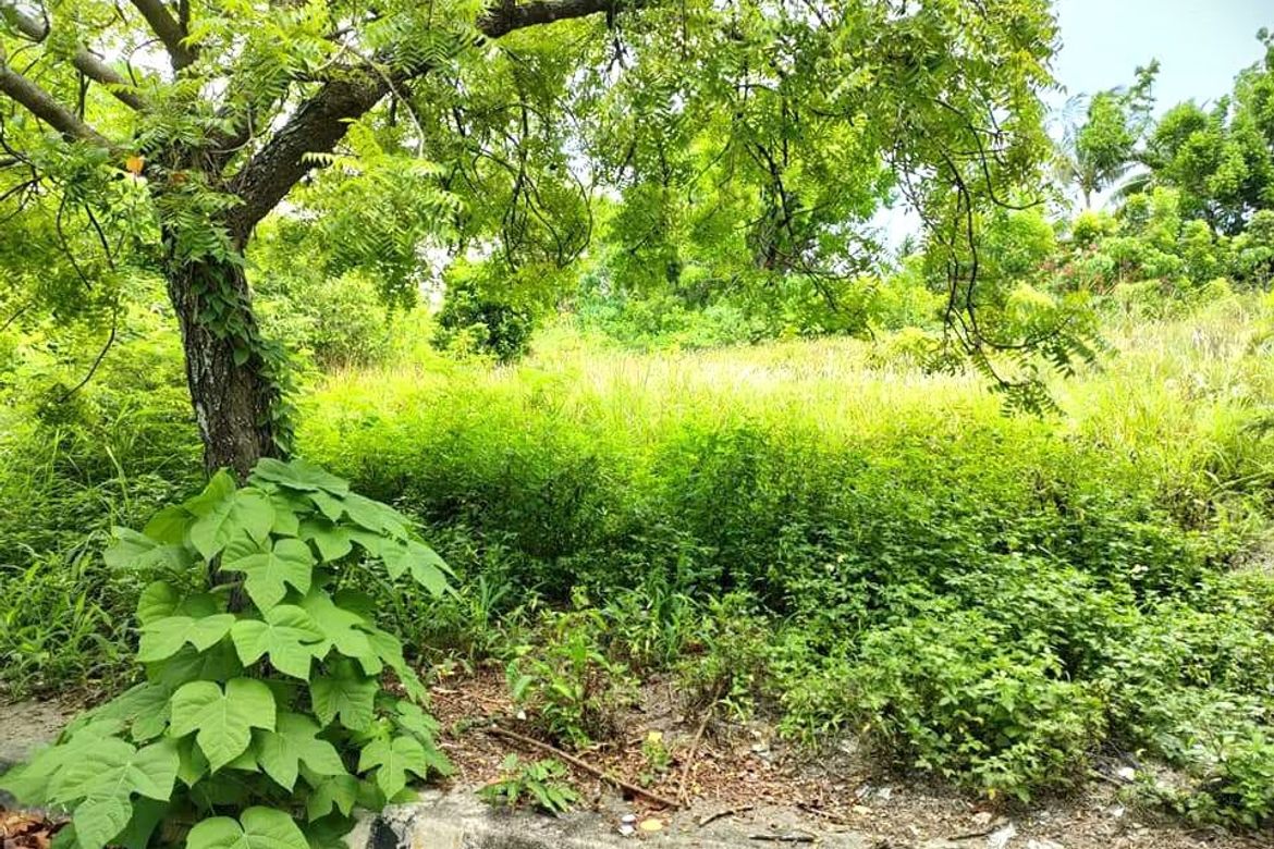 Land for Sale in Lamac, Consolacion, Cebu – photo 3