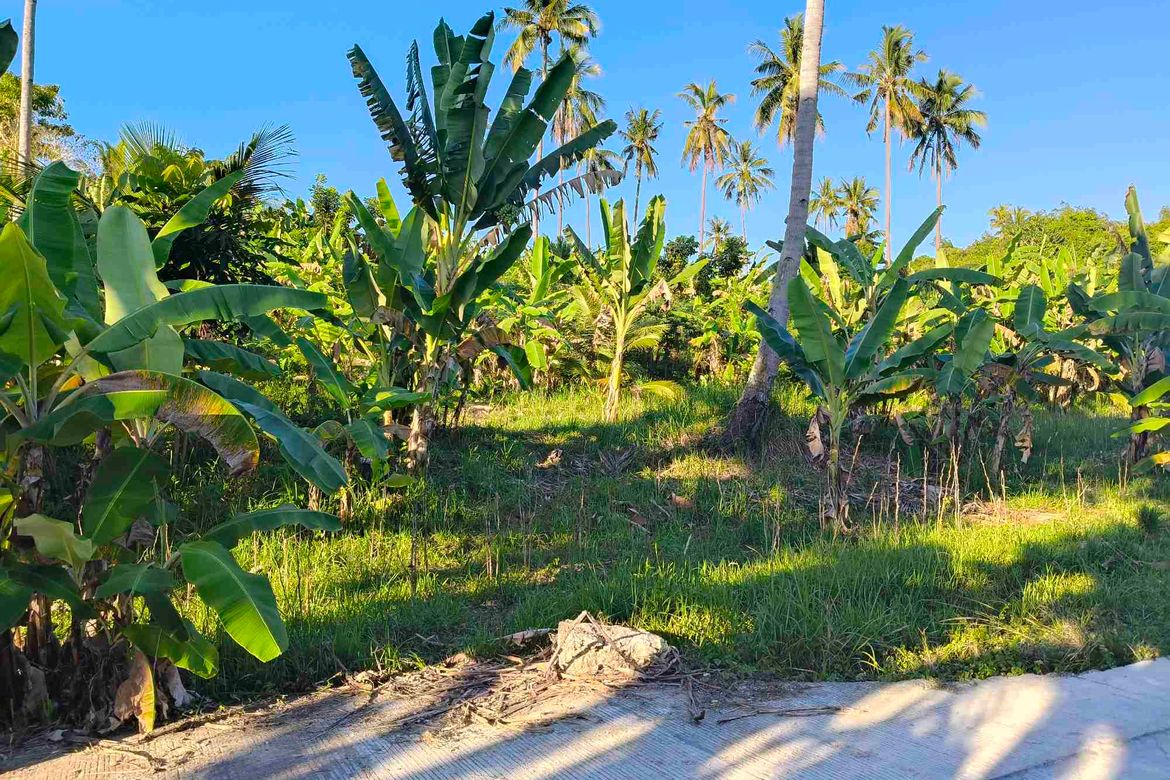 Land for Sale in Lamacan, Sibonga, Cebu