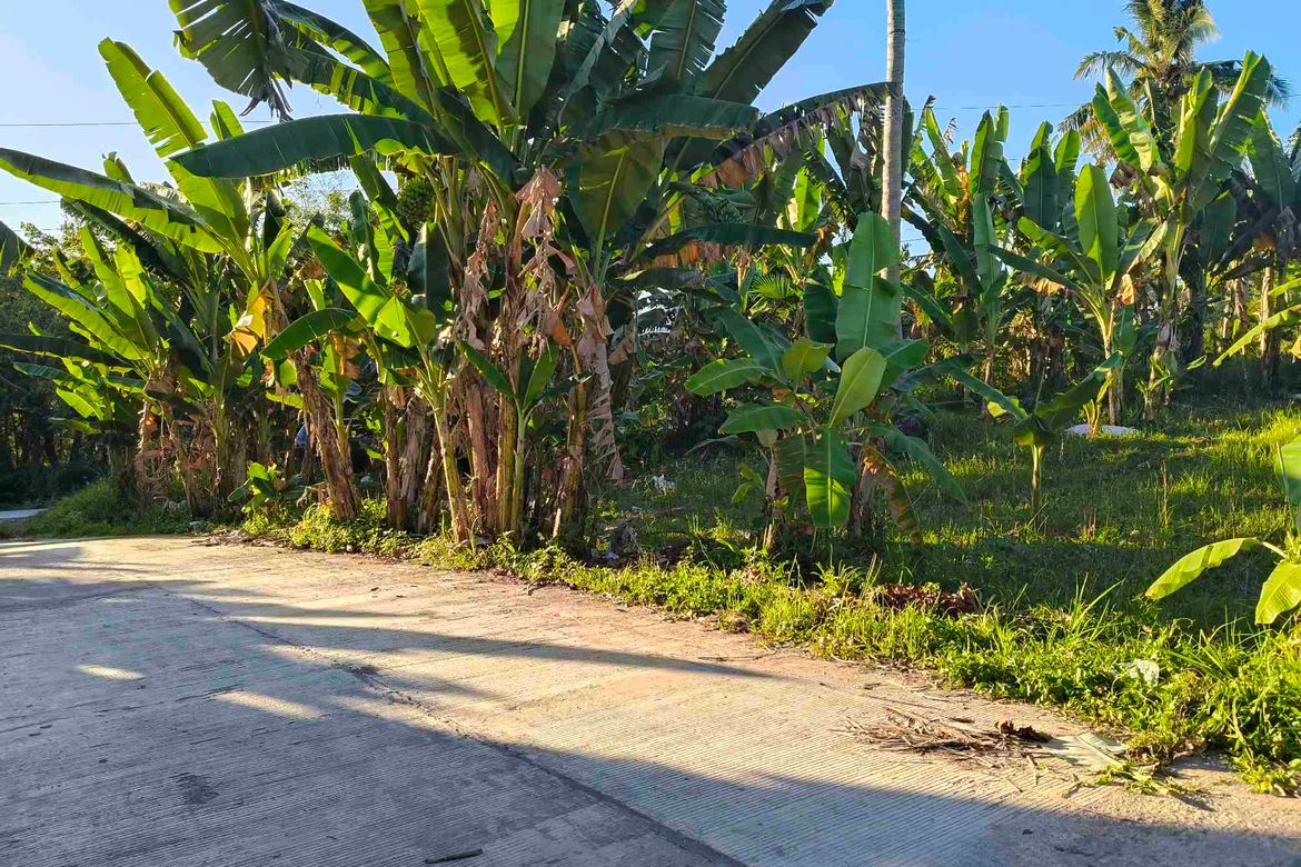 Land for Sale in Lamacan, Sibonga, Cebu – photo 2