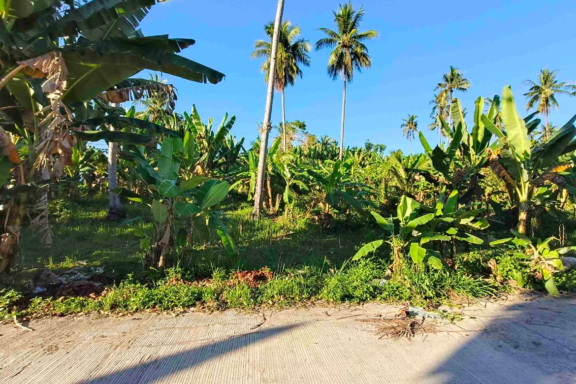 Land for Sale in Lamacan, Sibonga, Cebu – photo 3