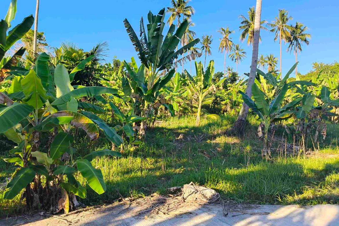 Land for Sale in Lamacan, Sibonga, Cebu – photo 4