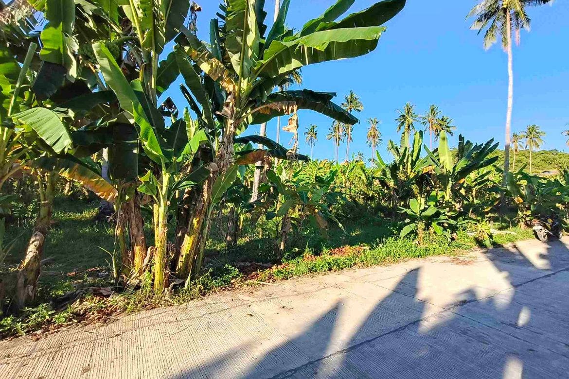 Land for Sale in Lamacan, Sibonga, Cebu – photo 6