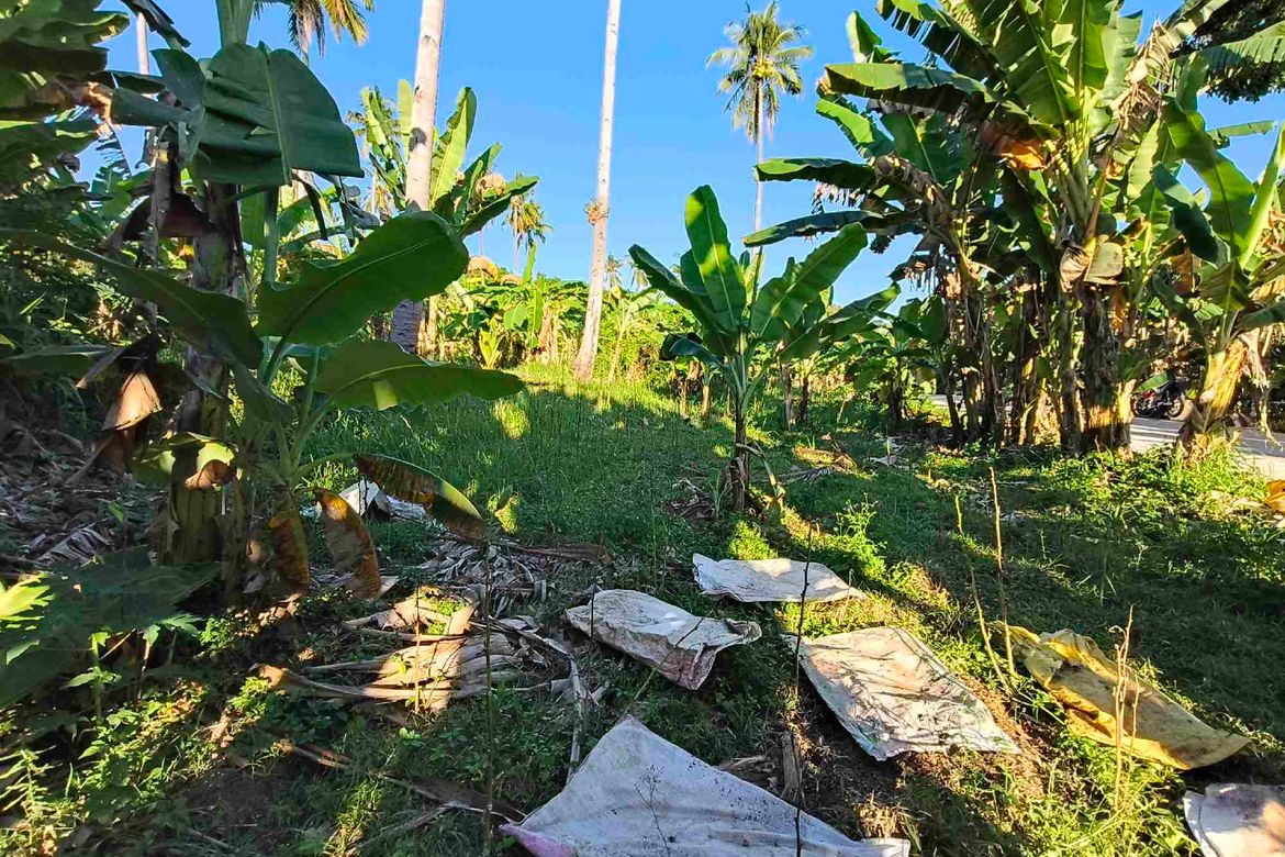 Land for Sale in Lamacan, Sibonga, Cebu – photo 8
