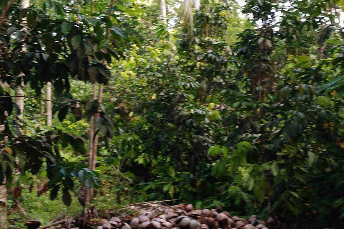 Land for Sale in Lamanan, Davao City, Davao del Sur – photo 3