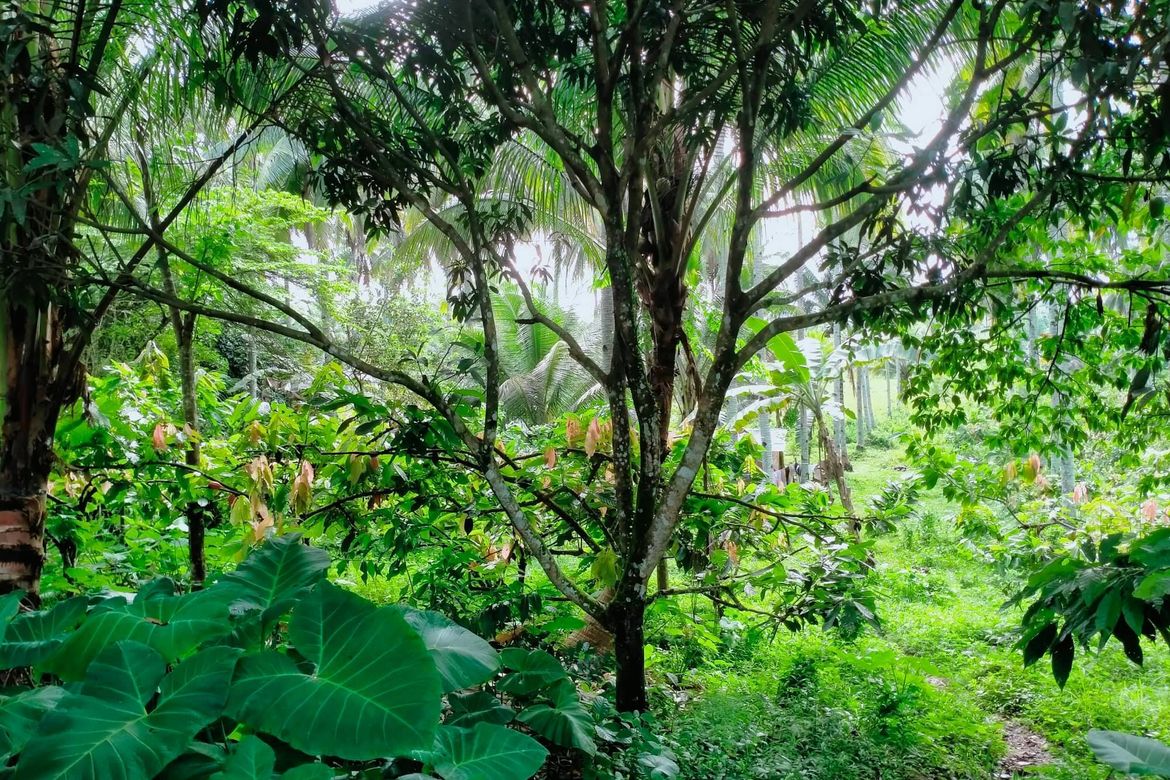Land for Sale in Lamanan, Davao City, Davao del Sur – photo 3