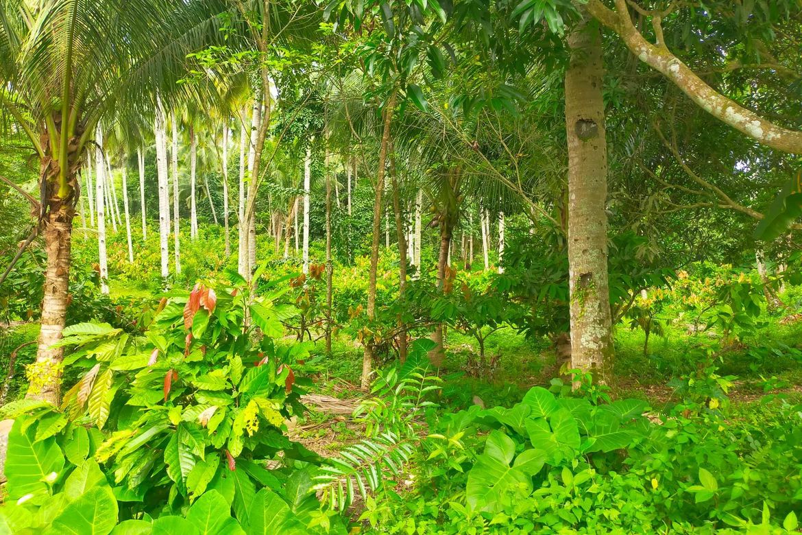 Land for Sale in Lamanan, Davao City, Davao del Sur – photo 7