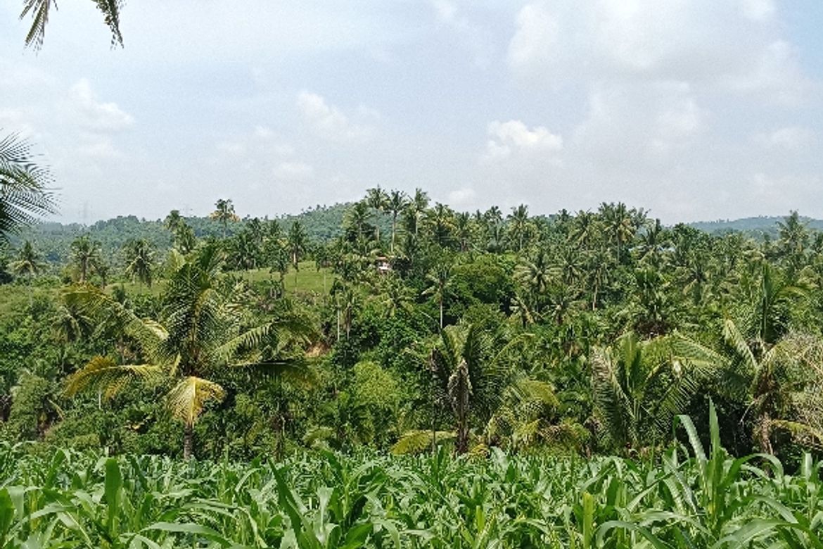 Land for Sale in Lantawan, San Fernando, Cebu