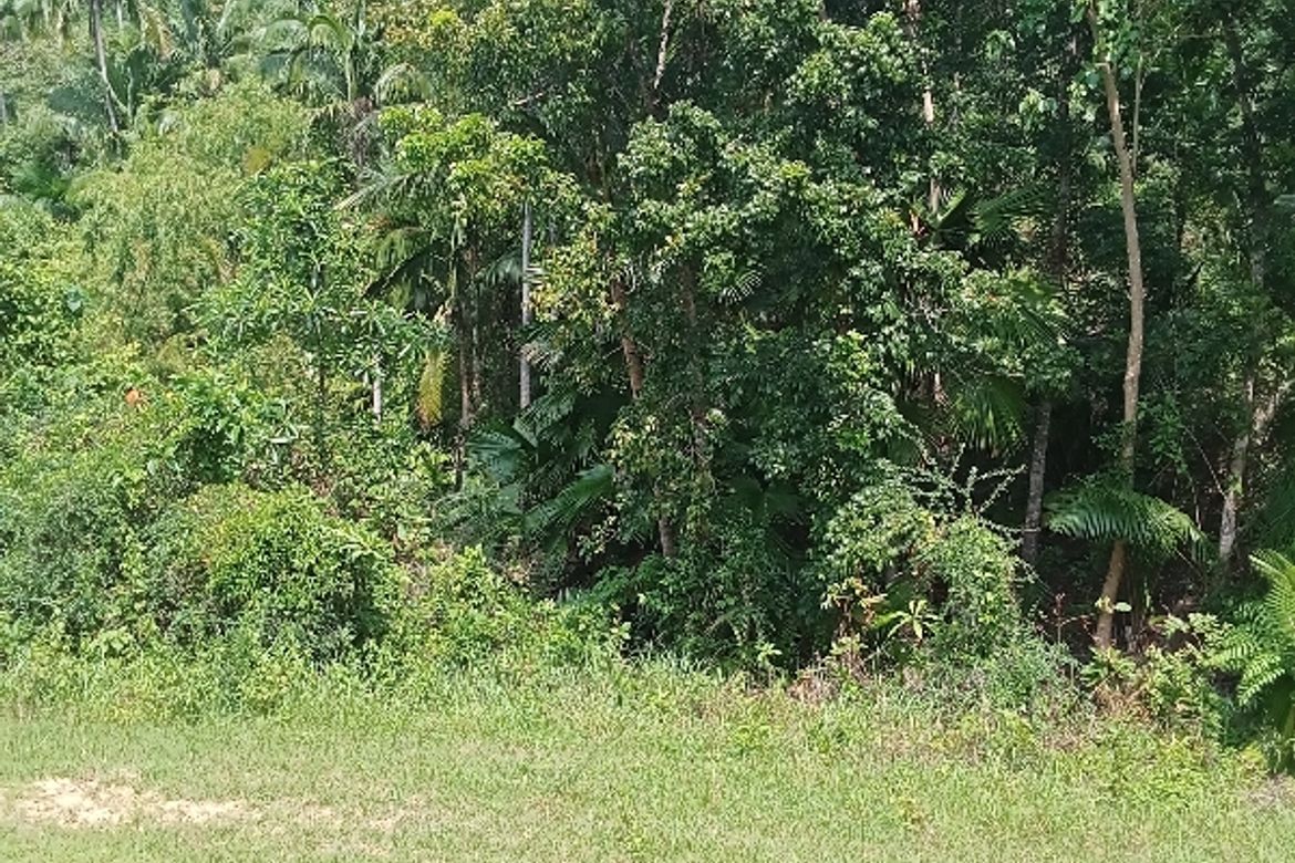 Land for Sale in Lantawan, San Fernando, Cebu – photo 2