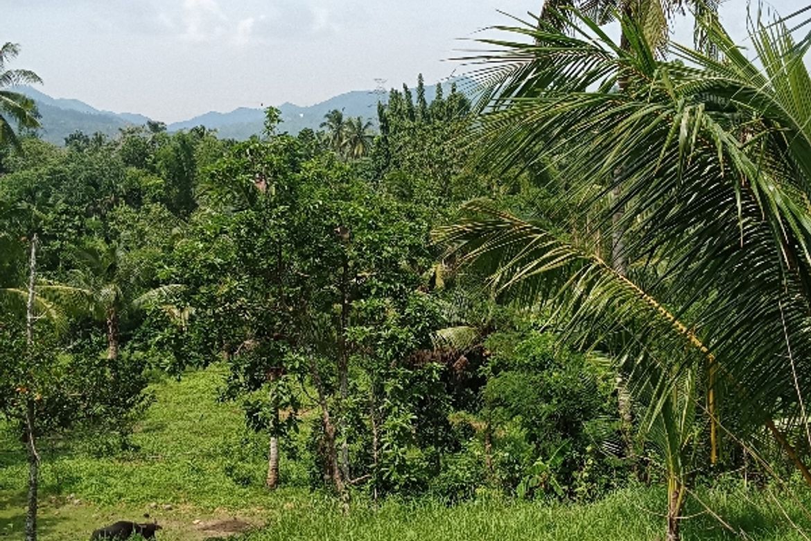 Land for Sale in Lantawan, San Fernando, Cebu – photo 7