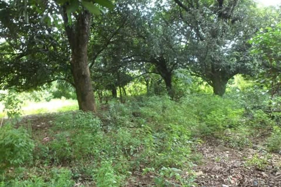 Land for Sale in Laoag, Aguilar, Pangasinan – photo 2