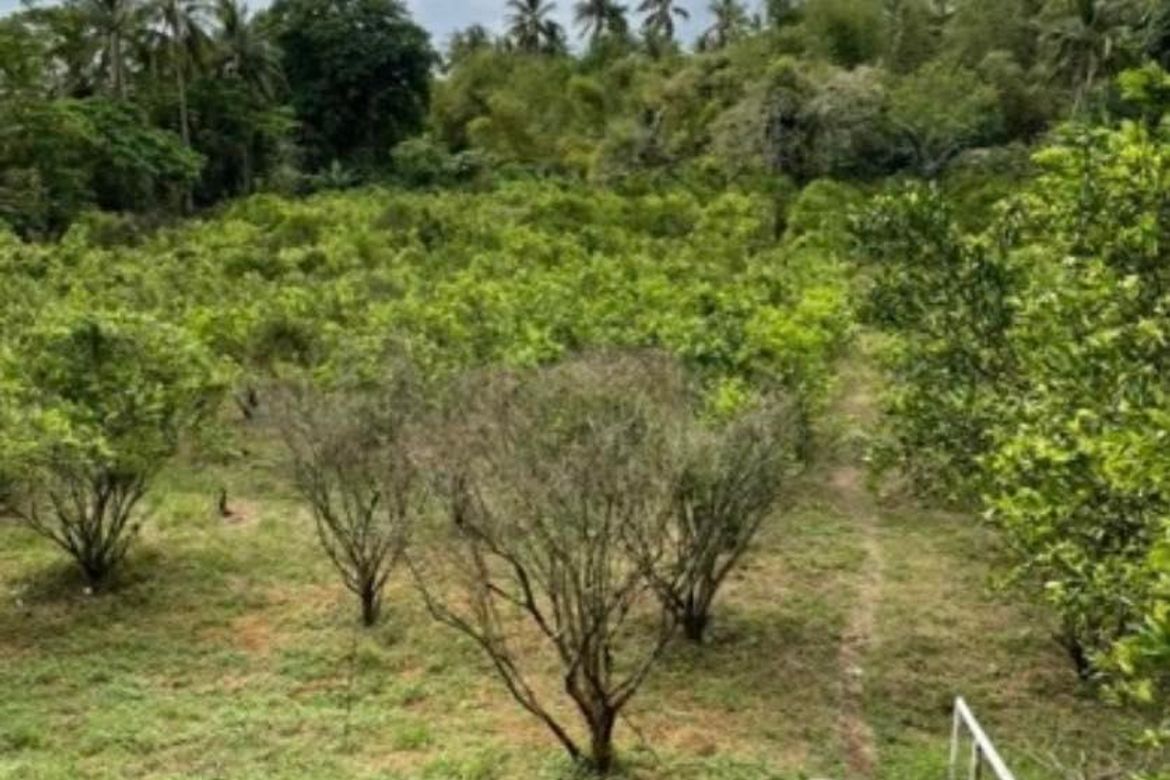 Land for Sale in Lapu-Lapu, Ibaan, Batangas