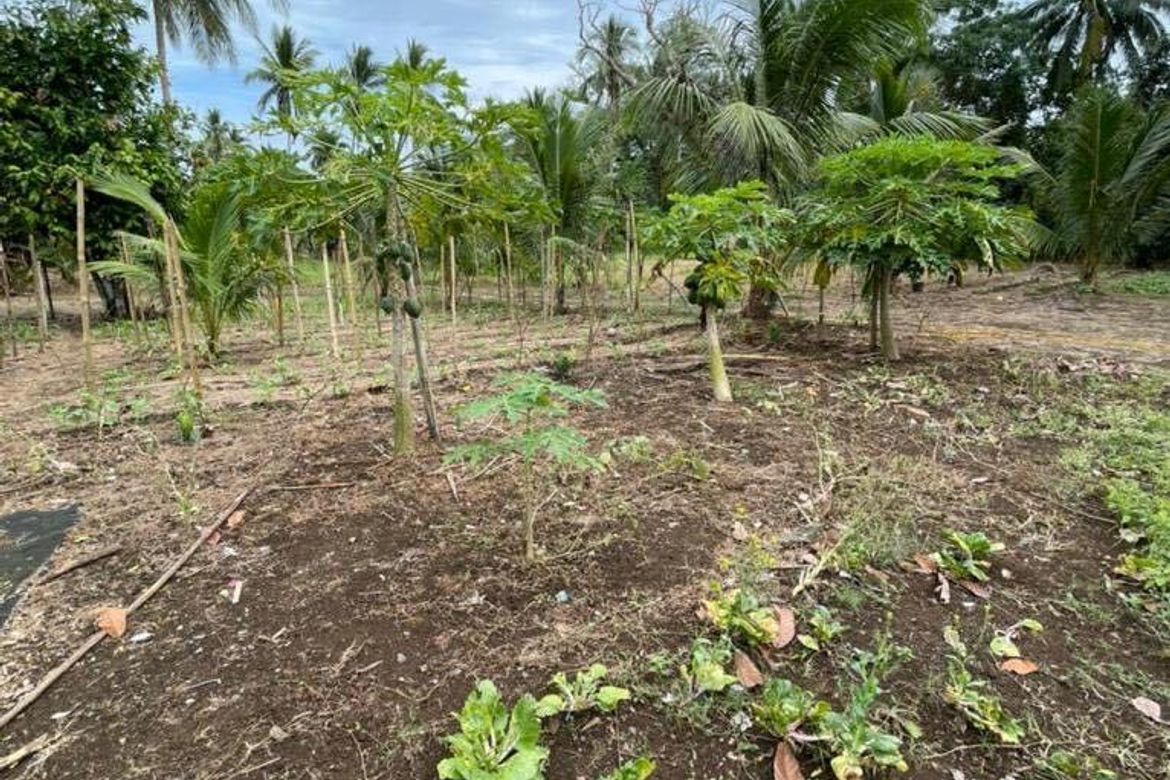 Land for Sale in Lapu-Lapu, Ibaan, Batangas – photo 4