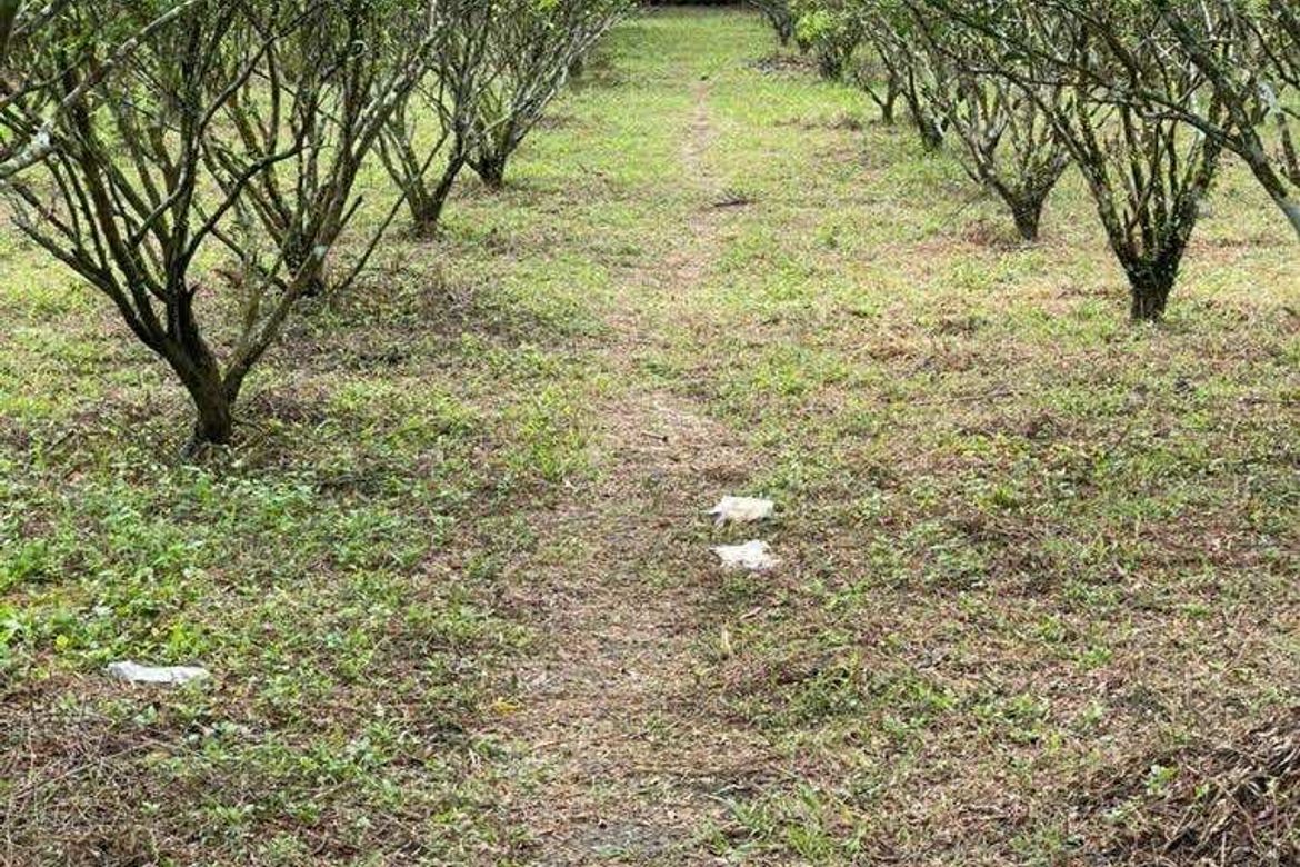 Land for Sale in Lapu-Lapu, Ibaan, Batangas – photo 6