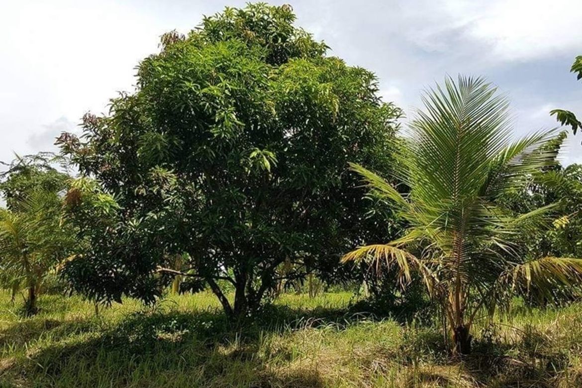 Land for Sale in Latag, Lipa, Batangas – photo 4
