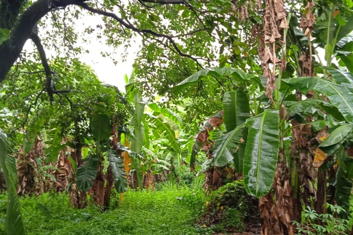 Land for Sale in Lawang Bato, Valenzuela, Metro Manila – photo 2