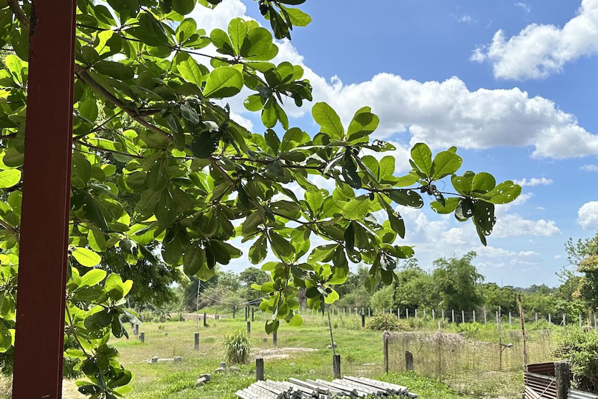 Land for Sale in Lawy, Capas, Tarlac – photo 3