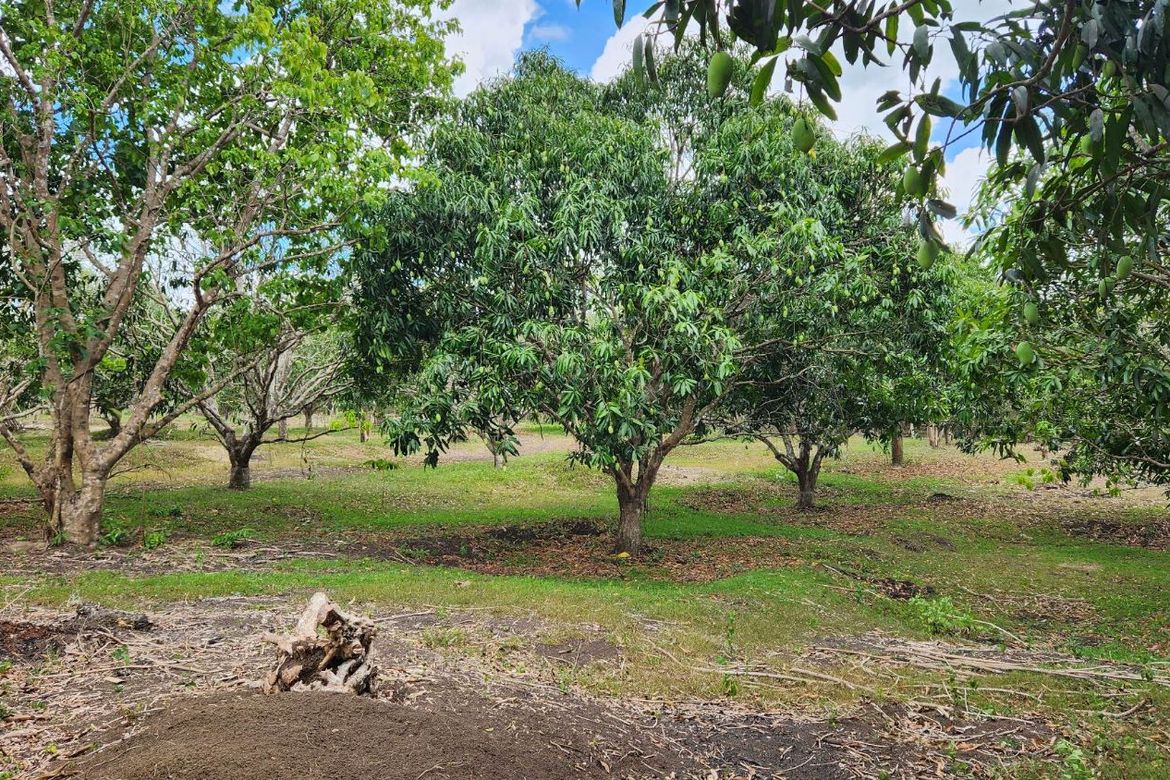 Land for Sale in Libato, San Juan, Batangas