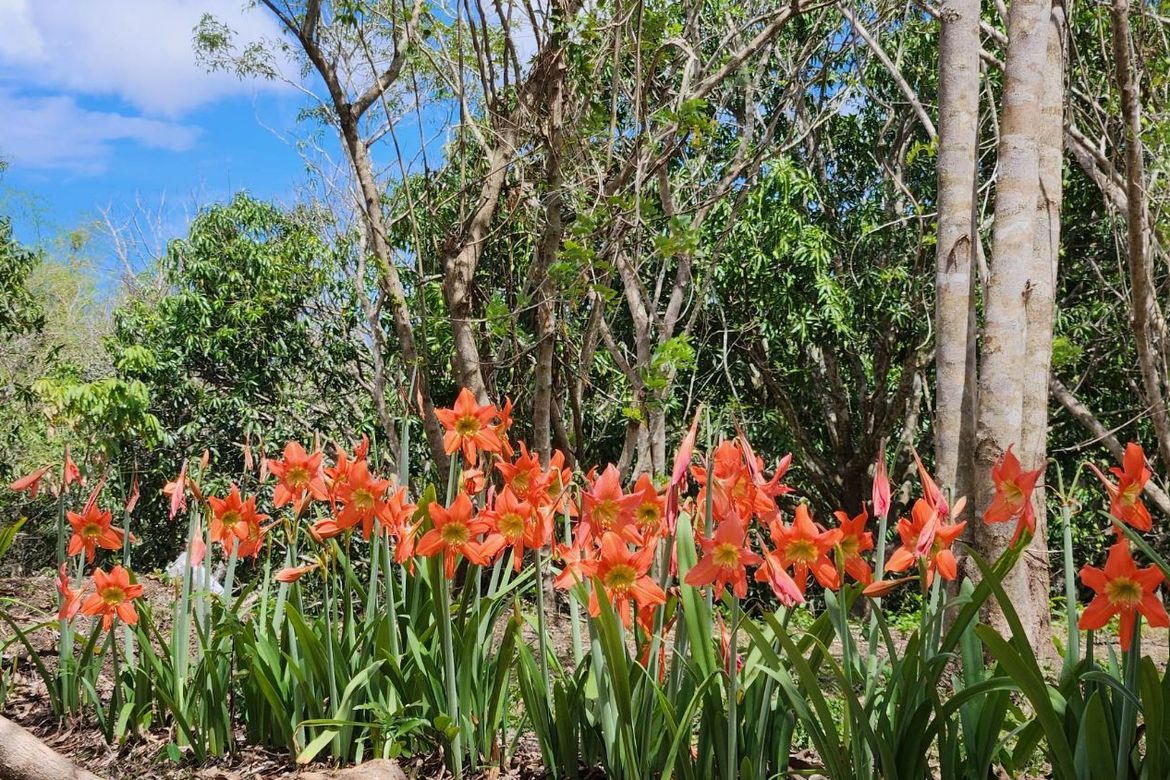 Land for Sale in Libato, San Juan, Batangas – photo 4
